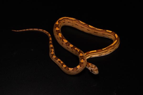 0,1Diffused Motley,100%h.Anery,Hypo, 50%h.Cinder,Ultra